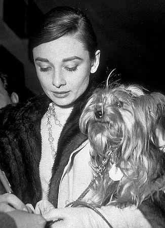 33-2260 Audrey Hepburn and dog Famous, arriving in Rome to film 