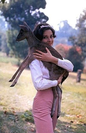 33-2277 Audrey Hepburn with pet fawn on the MGM backlot during filming of 