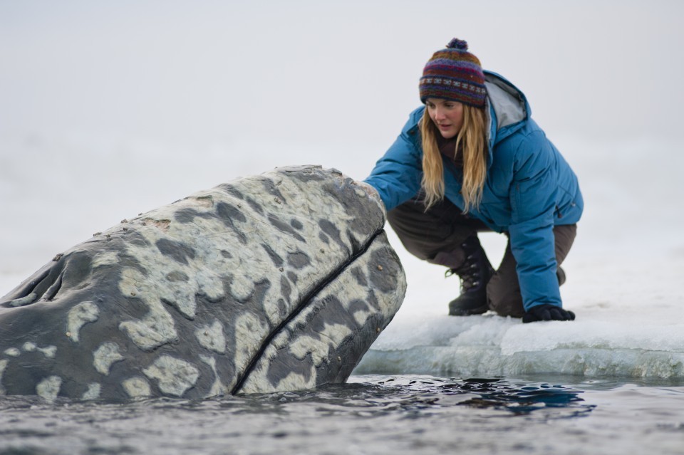 Still of Drew Barrymore in Big Miracle (2012)