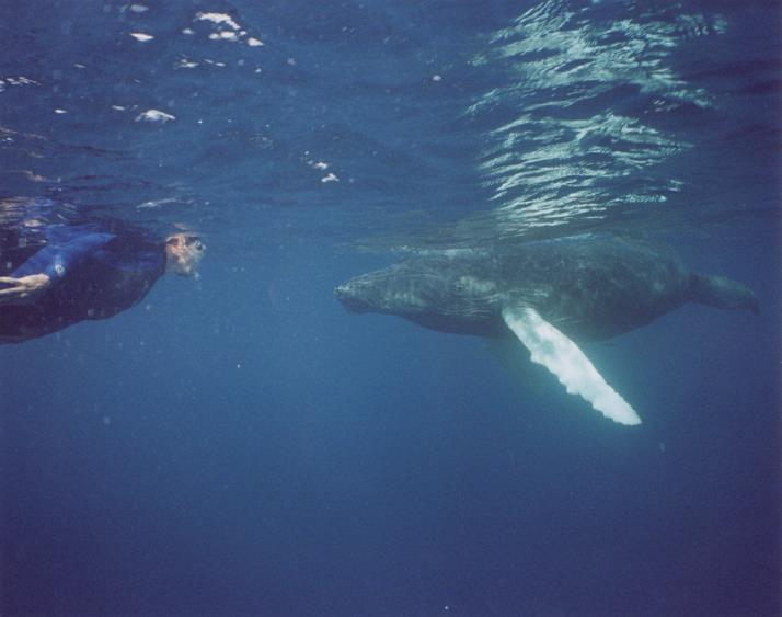 William McNamara filming a newborn Humpback whale in the Silver Banks, DR