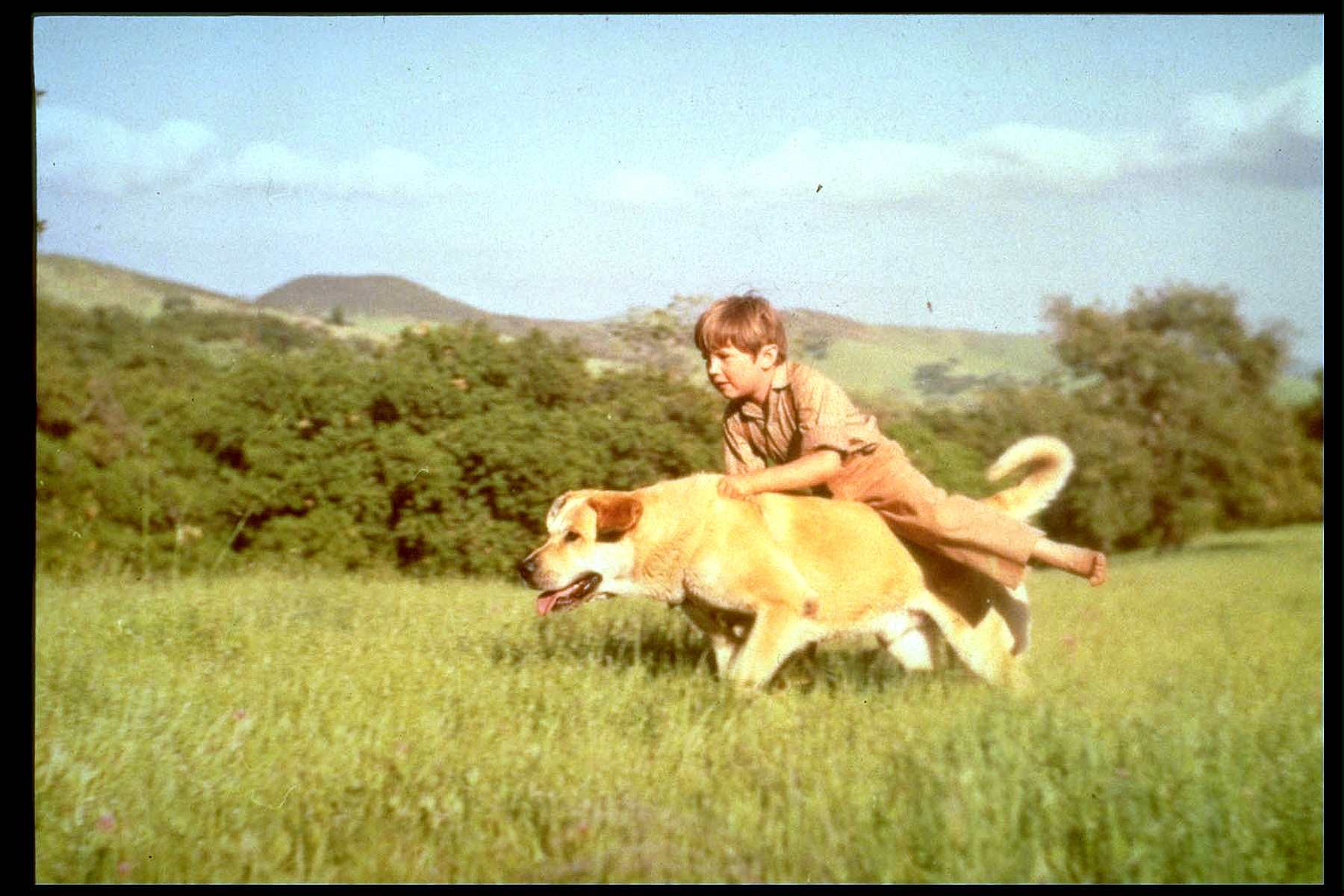 Still of Kevin Corcoran in Old Yeller (1957)