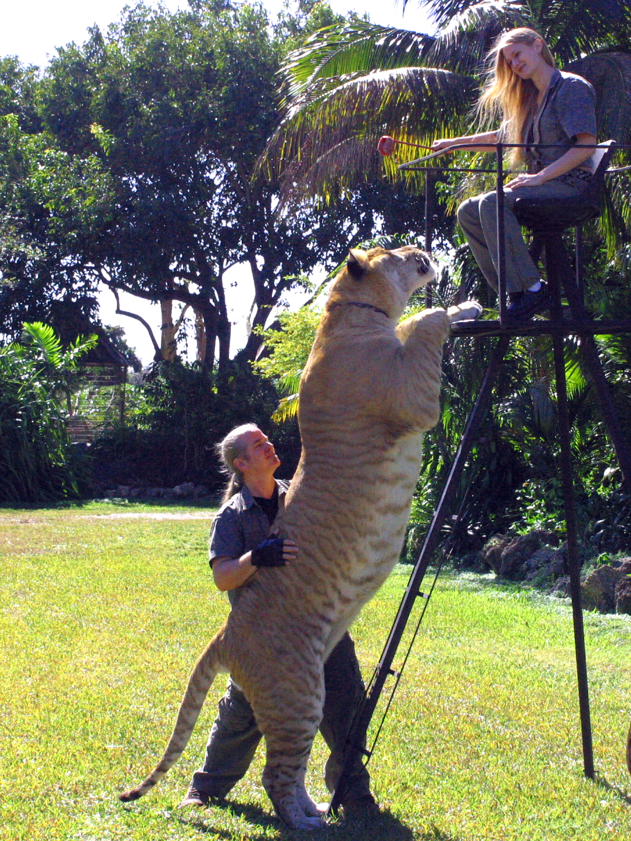 worlds biggest cat hercules the liger