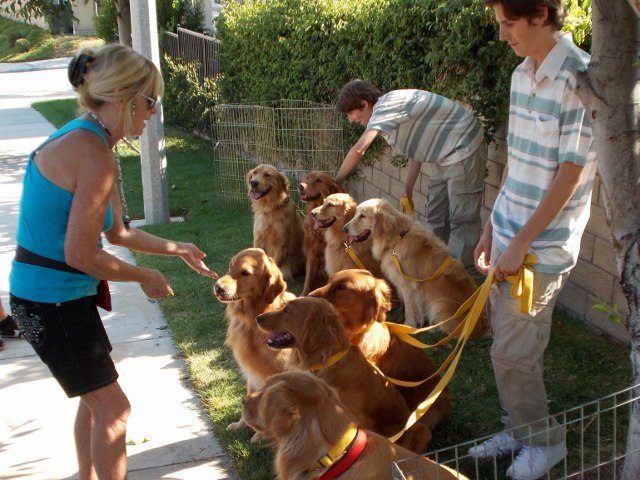 Gloria Winship on set Audi Commercial with 8 Golden Retrievers