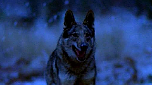 One of the many wolves used in the The Manor, a comedic whodunit shot in Germany and The Czech Republic and directed by Ken Berris.