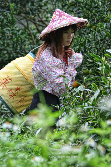 Working in the tea fields...shot for the Board of Tourism of Taiwan.