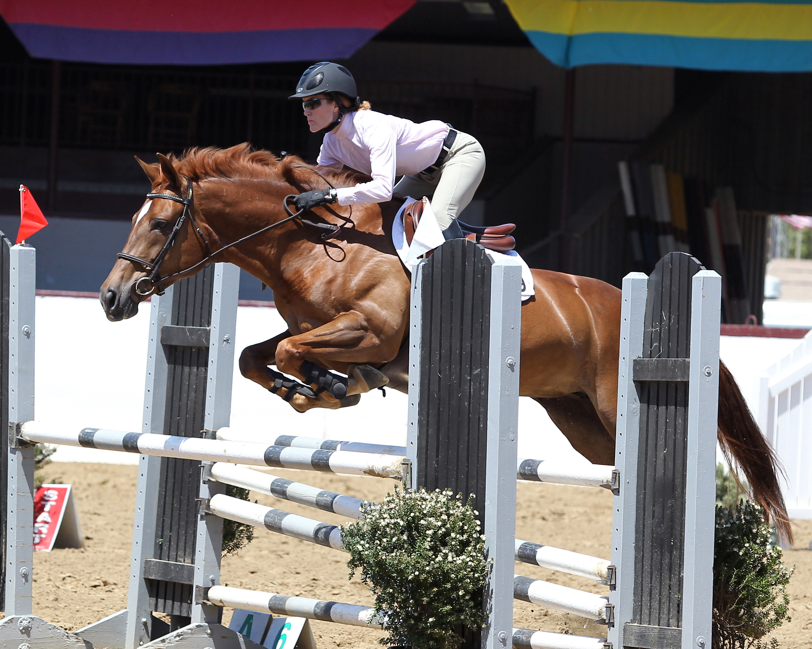 Susan Burig show jumping with her horse, Hillside