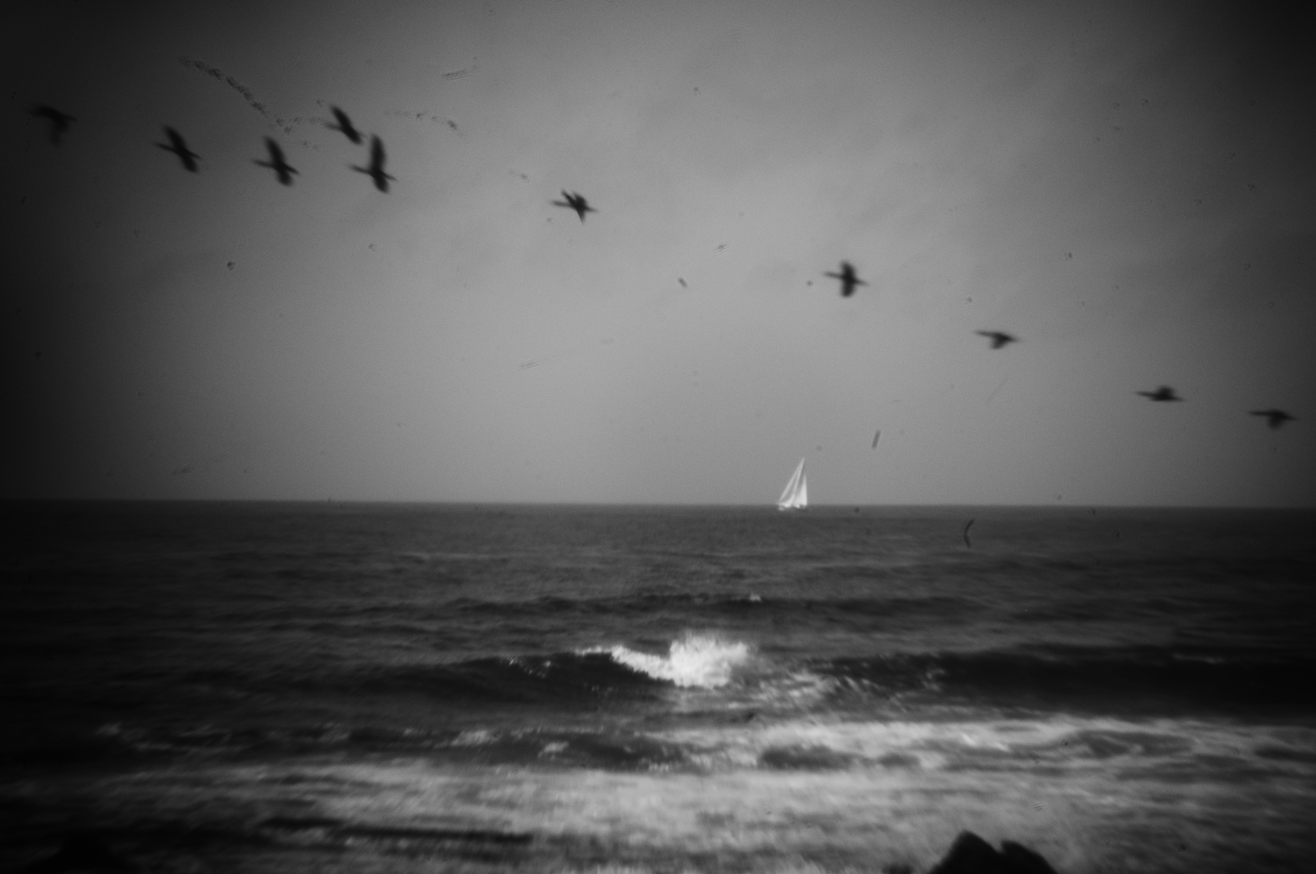 Birds+Sail, Monterey. Calif.