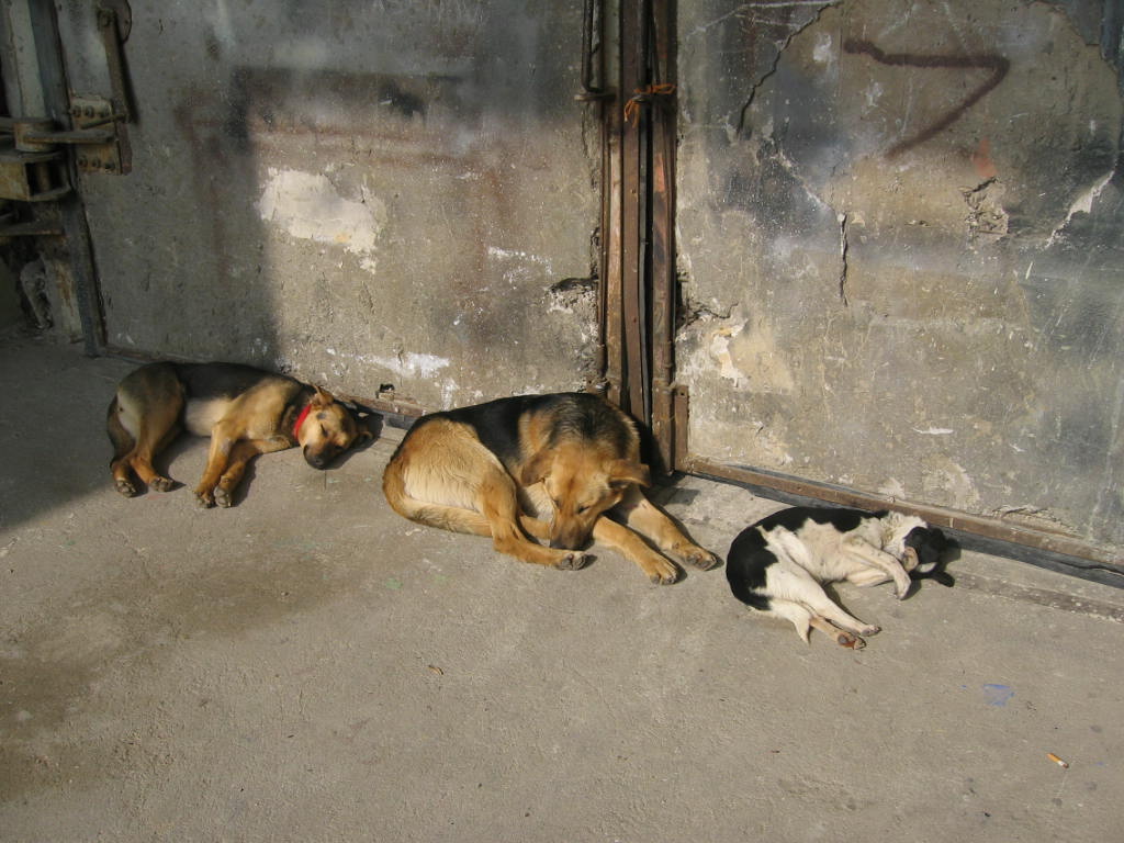 just some dogs asleep by the stage door, this is Boyana Studios Bulgaria.