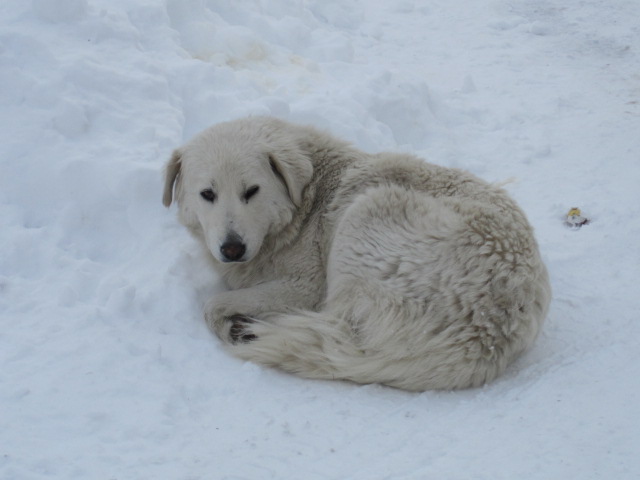 white dog in the snow, Romania on 'Ghost Rider'