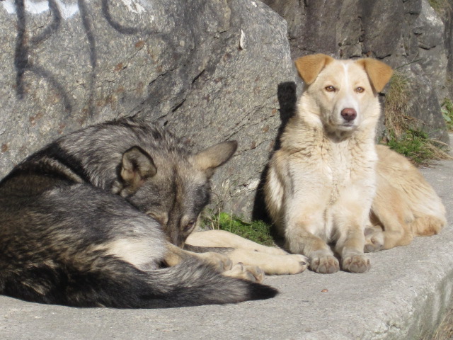 these dogs were in the Transylvanian mountains Romania.