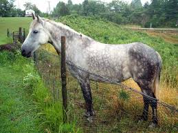 A has-been show-pony, show-saver, hero, out to pasture??? Not!!!!