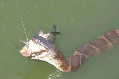 Fish Wrangler vs. Snake Wrangler Jimmy, your so patient to be snaked out!