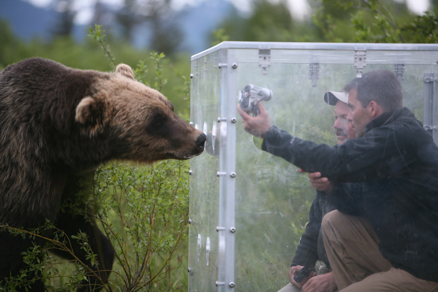 'Bear Feeding Frenzy' (2008) Discovery Channel