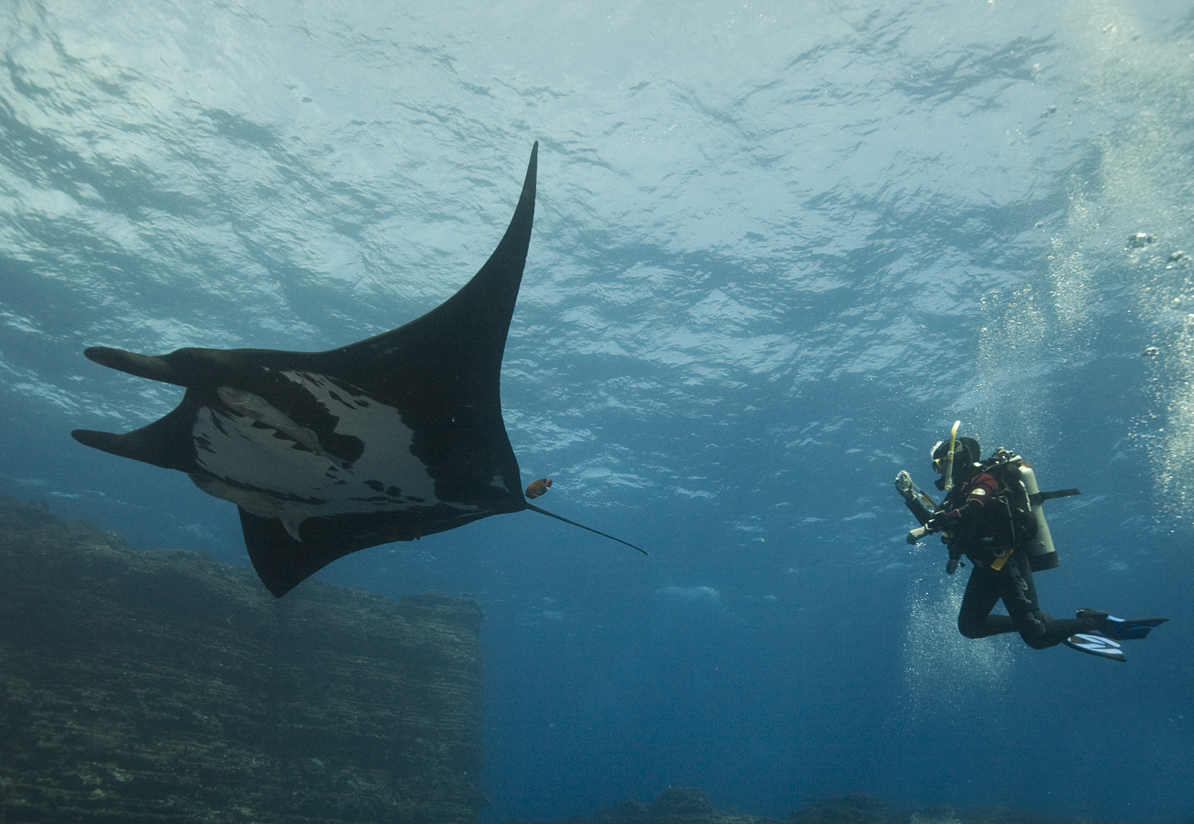 meeting a manta at revillagegidos islands - Baja California, jan 2008