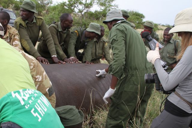 Darting white rhino to put radio transmitter into its horn and at the same time get shots for the short film 