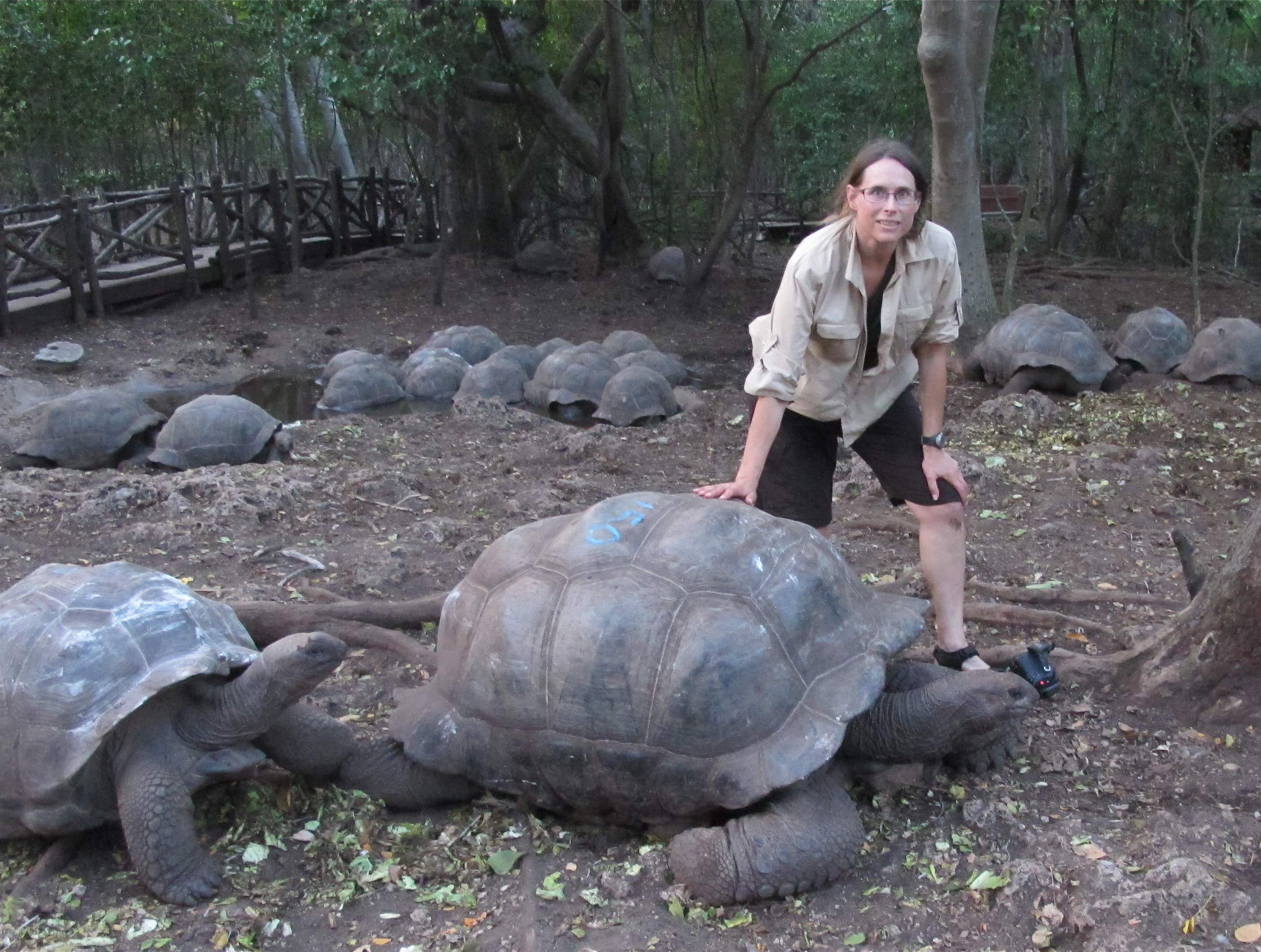 Aldabra Tortoise, Zanzibar, Africa