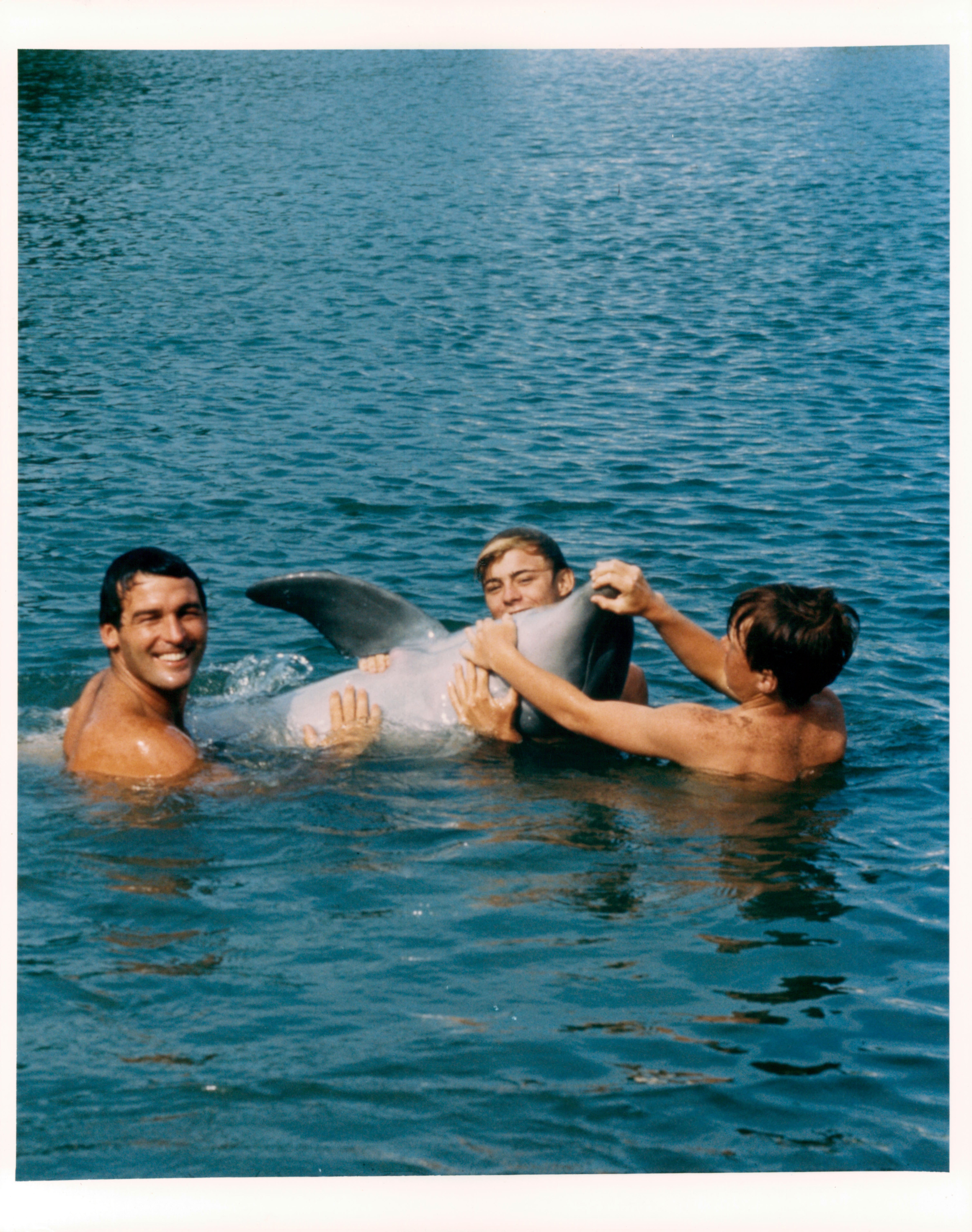 Still of Luke Halpin, Brian Kelly and Flipper in Flipper (1964)