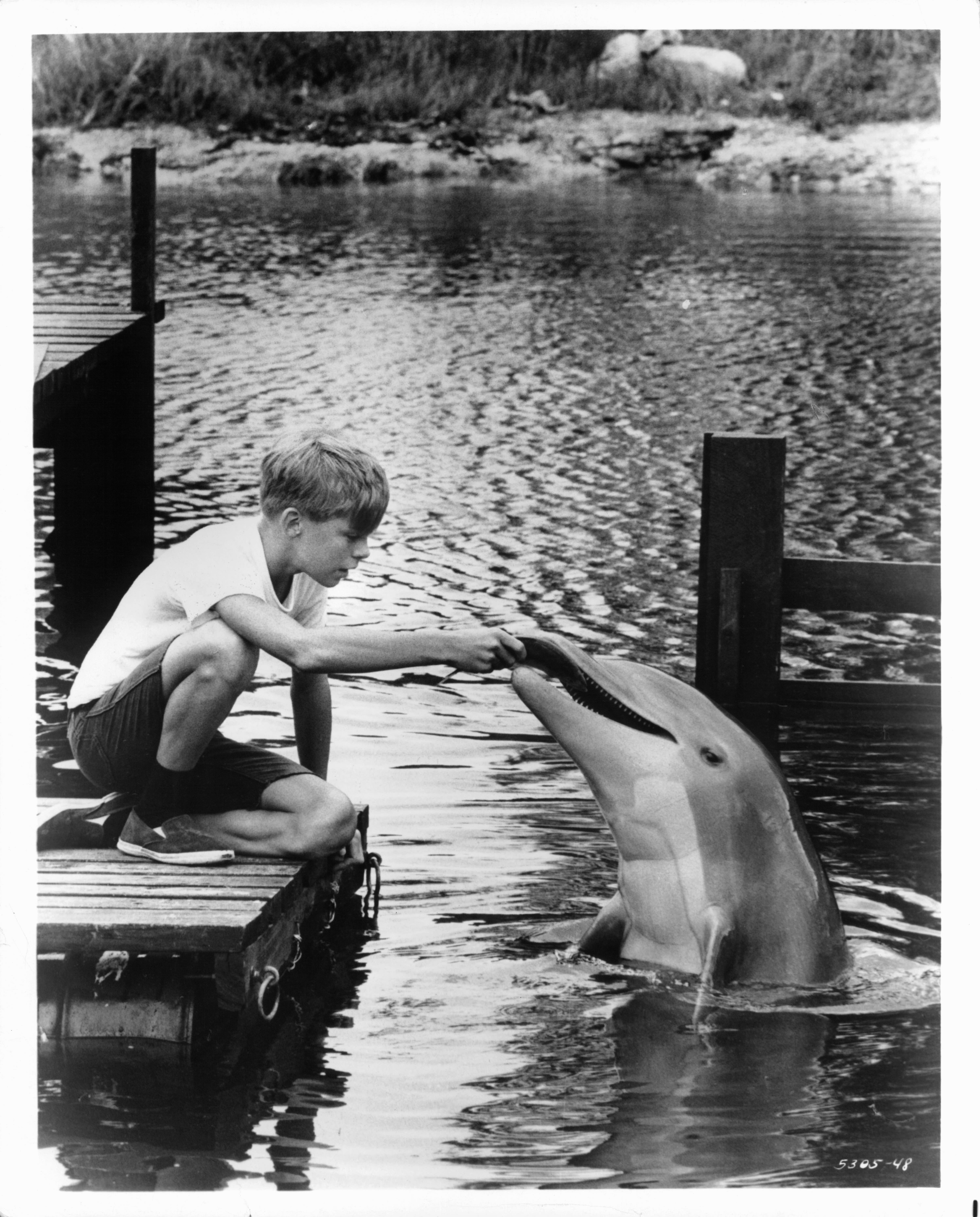 Still of Luke Halpin and Flipper in Flipper (1964)