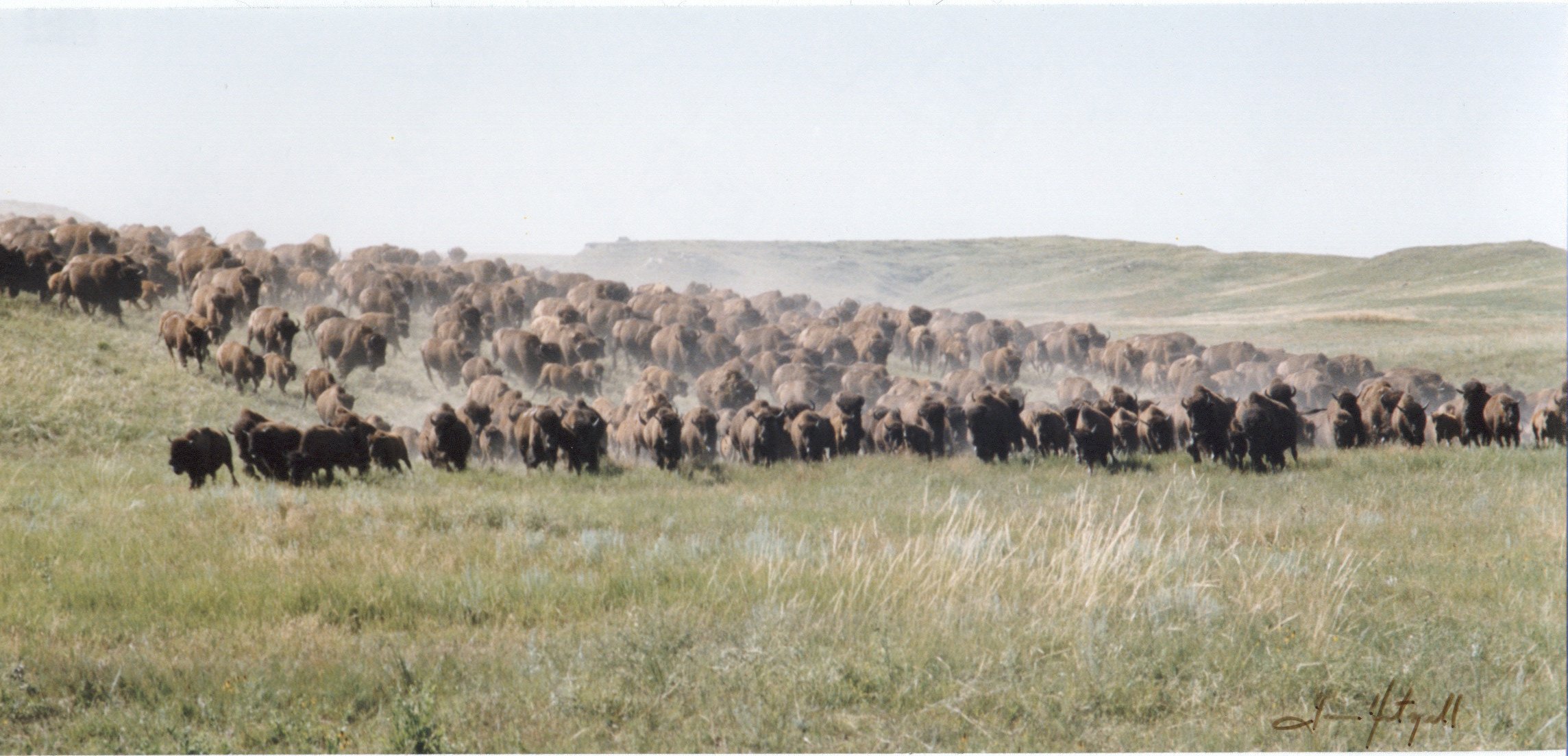 Running Buffalo