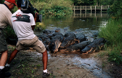 Alligator wrangler Tim Williams guides Cinematographer John Mans around some hungry actors