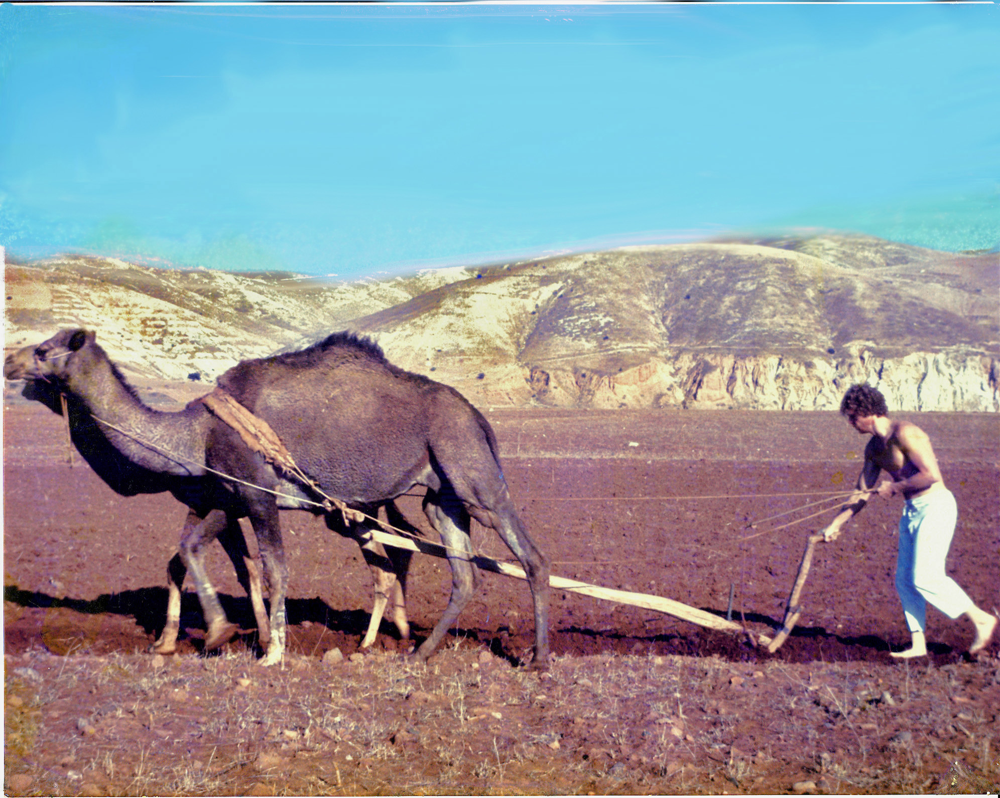 William Waterway using camels and a wooden plow to till fields in Algeria along the fringes of the Sahara Desert.