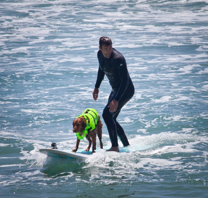 Placed 2nd in a surf dog competition (with 