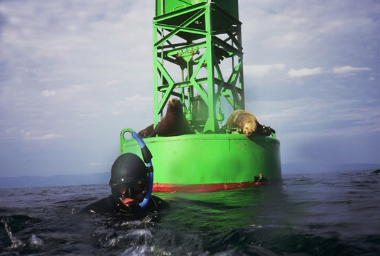 Swimming with Sea Lions in Admiralty Bay South East Alaska.