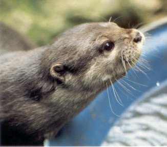 Sophie Neville's tame Asian short-clawed otter
