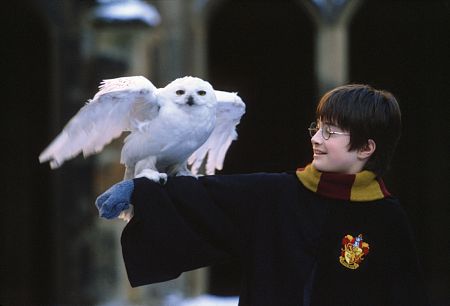 Harry & Hedwig