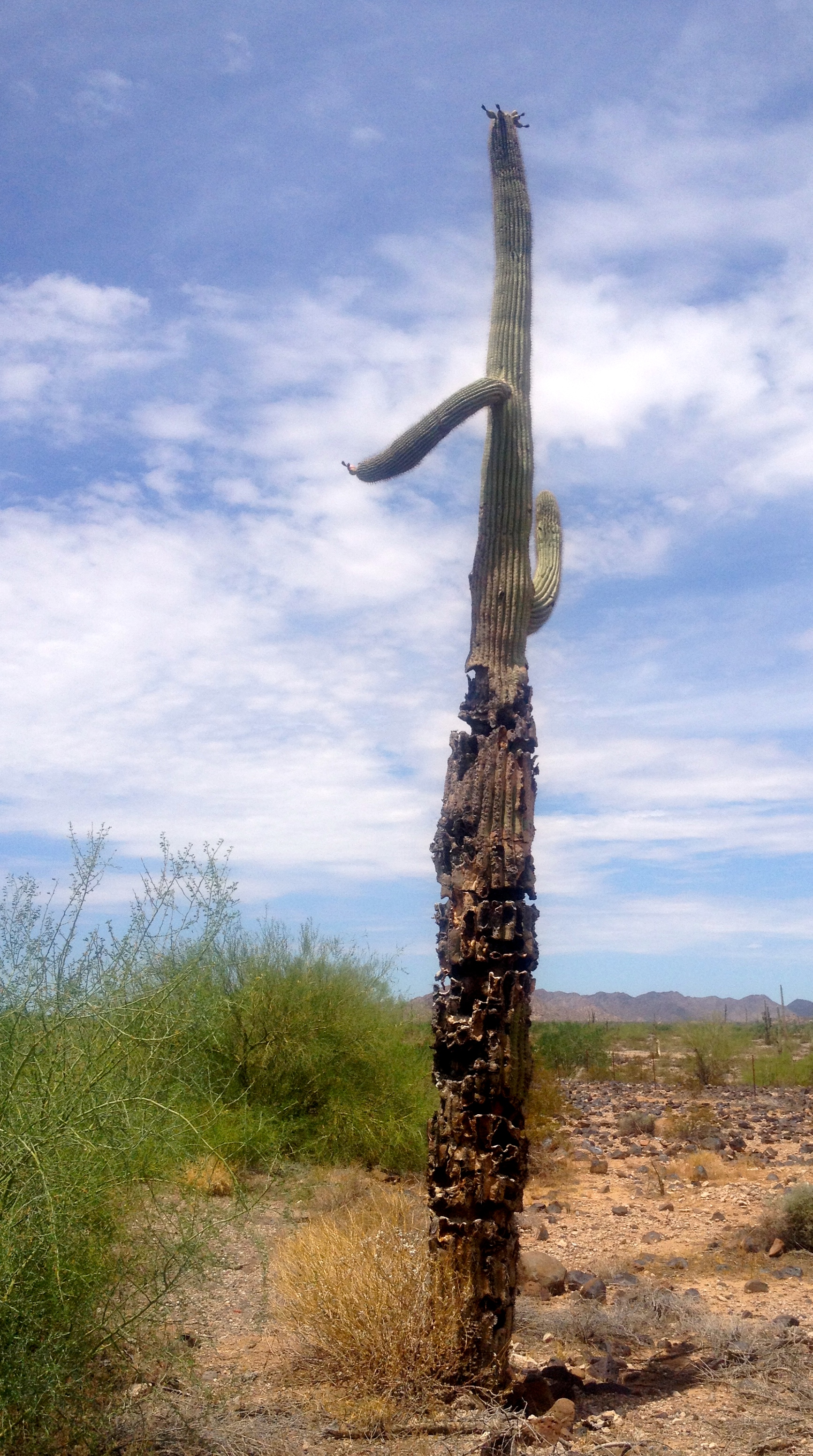 sad cactus cafe - middle of Arizona desert - July 2014