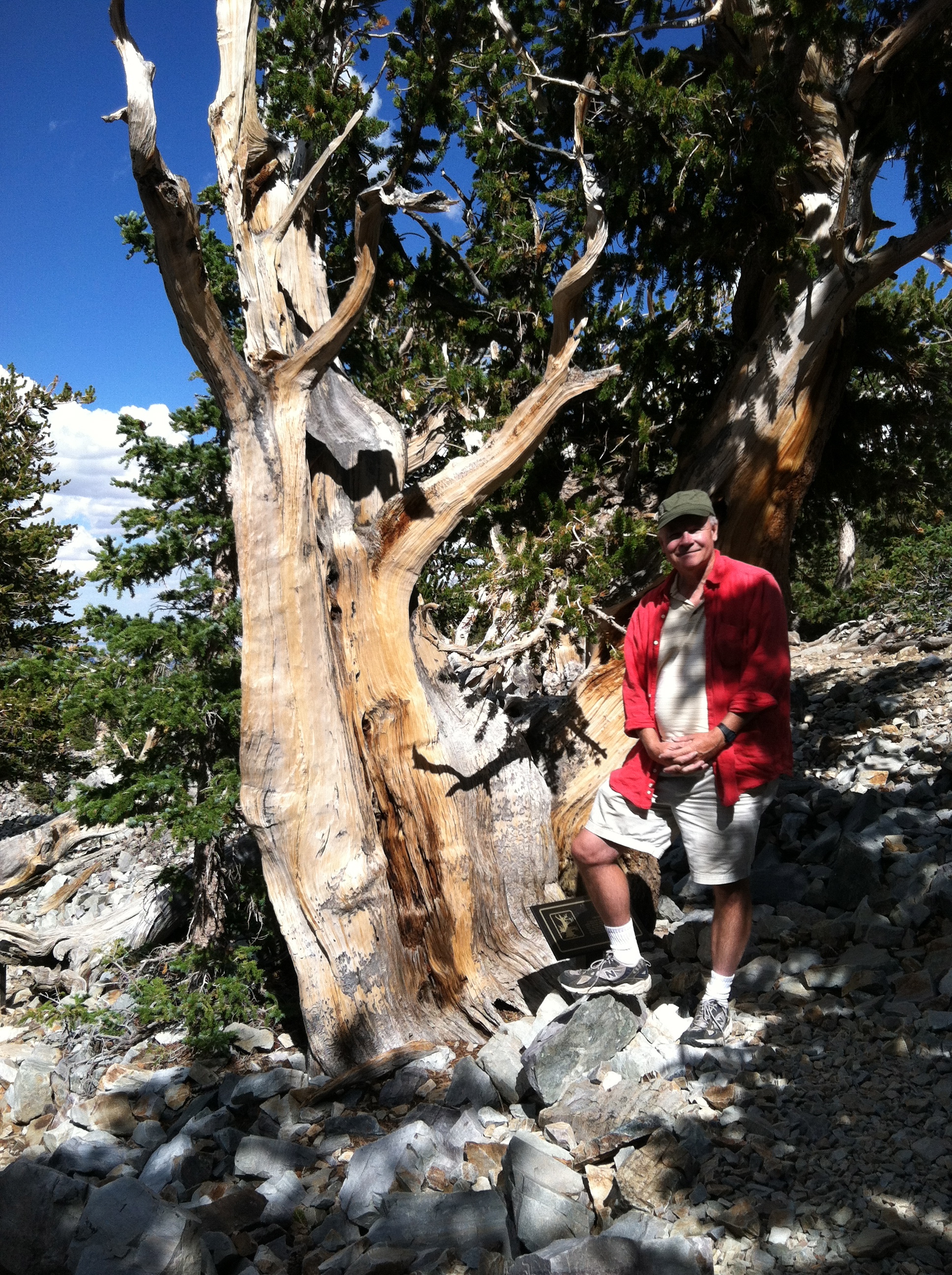 Director Ross Spears with an ancient bristle cone pine tree during the filming for THE TRUTH ABOUT TREES in 2012.