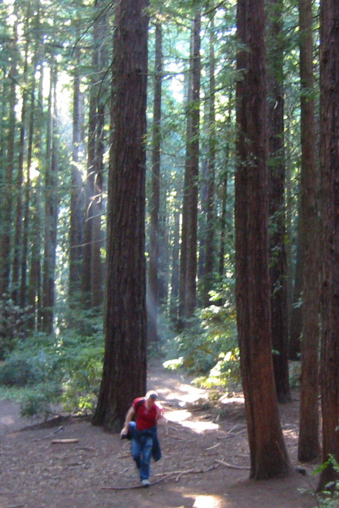 Roland Tec on location in the California Redwood forest (We Pedal Uphill)