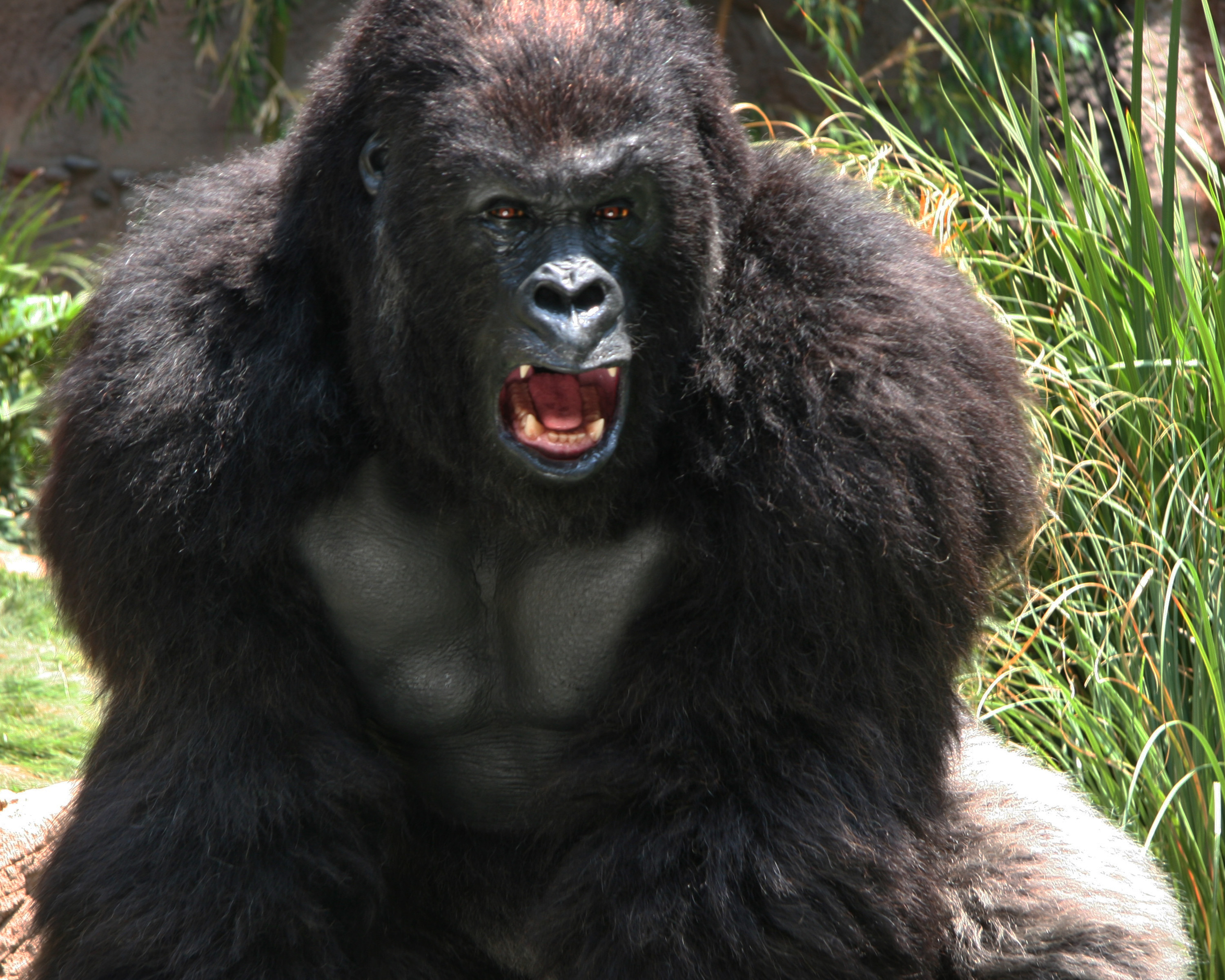 As the Gorilla in Old Dogs