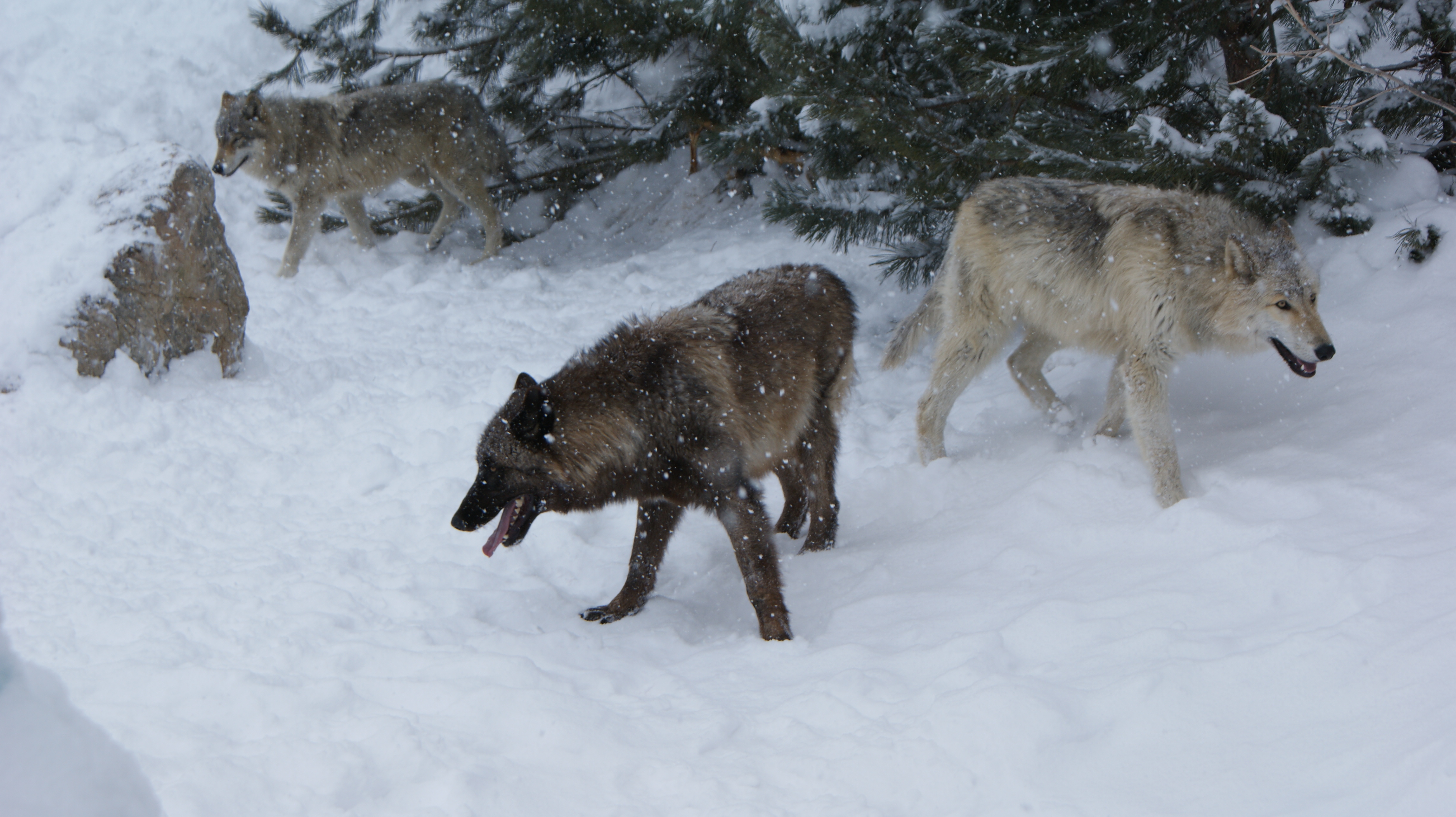 Frozen, three of the Wolves on the mountain for rehearsal.