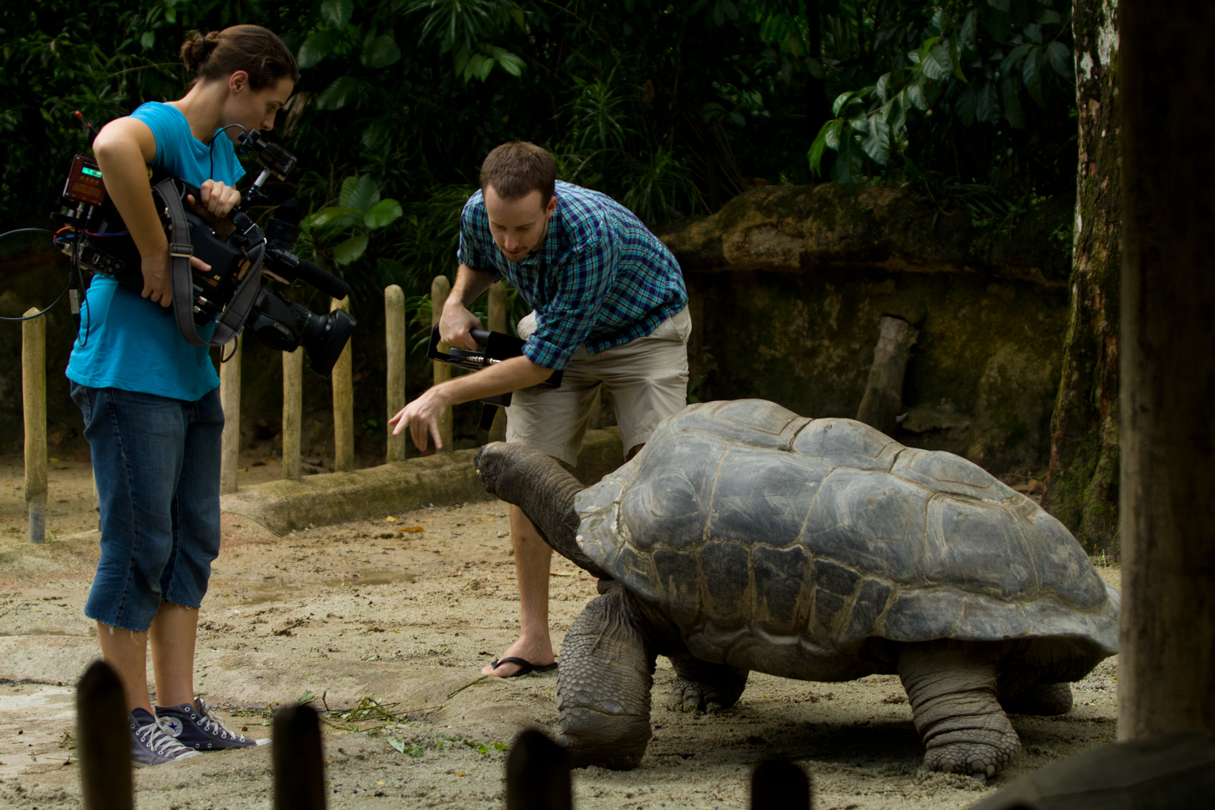 giving direction to a giant tortoise in singapore