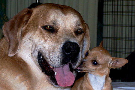 Chester Kissing Jed from Life is Ruff