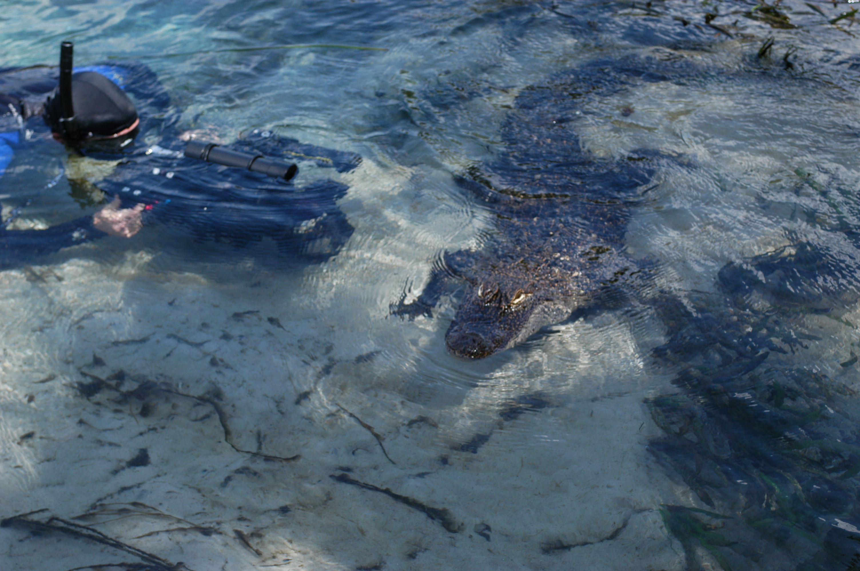 Tom underwater filming alligators in Florida.