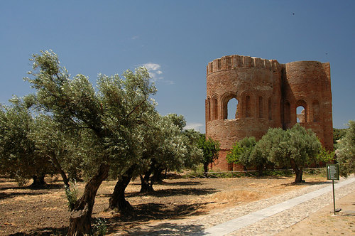 Between the olive trees
