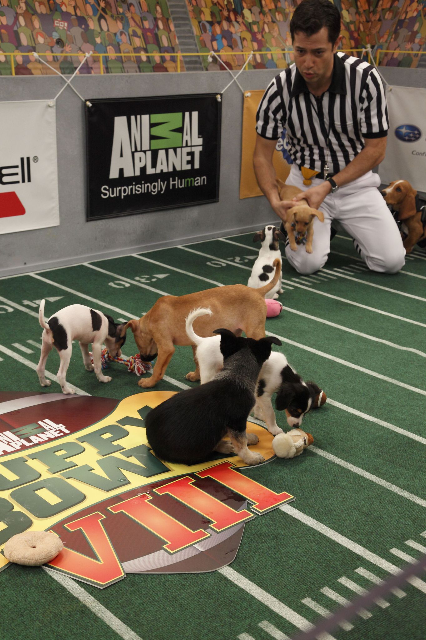 Still of Dan Schachner in Puppy Bowl VIII (2012)