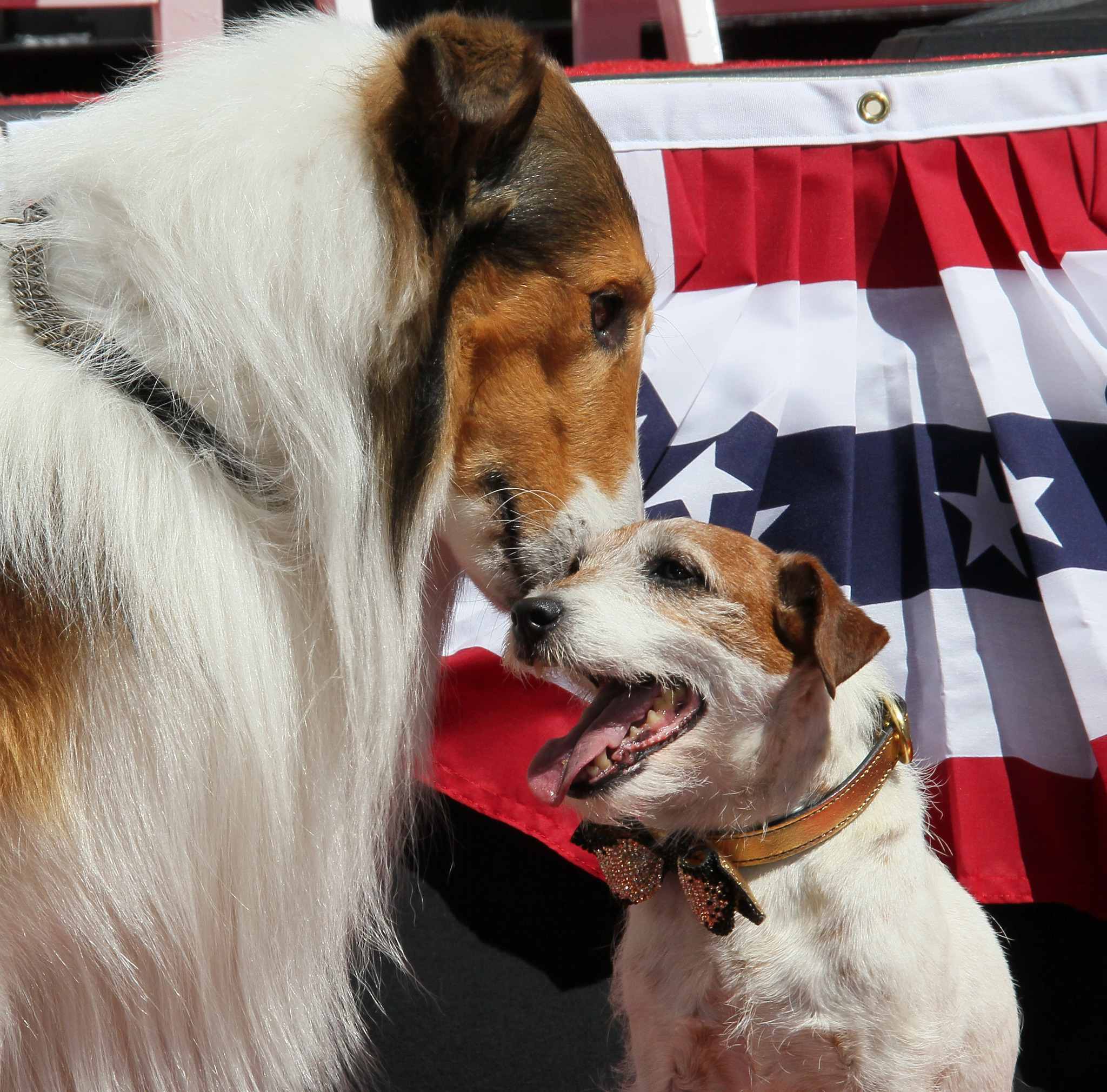 Lassie and Uggie at event of Artistas (2011)