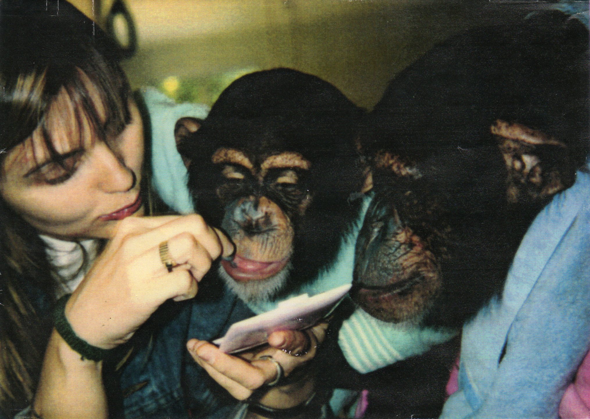 FILMING LIVING WITH CHIMPANZEES