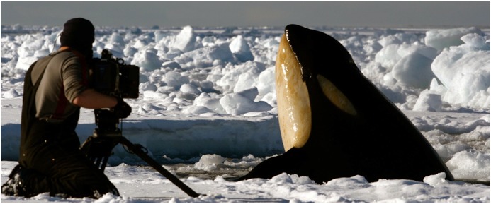 Filming killer whales in the Antarctic for Frozen Planet