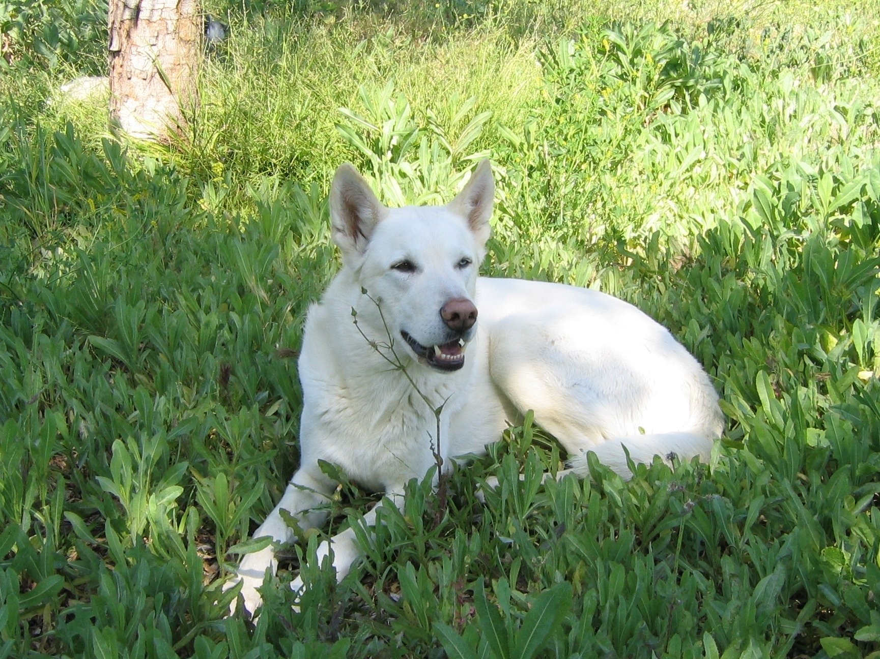 Woodson...(Son of Woody) also part of the famous Sam Woodson...Enjoying a great spring day at home in Los Angeles after returning just a few months earlier from filming 