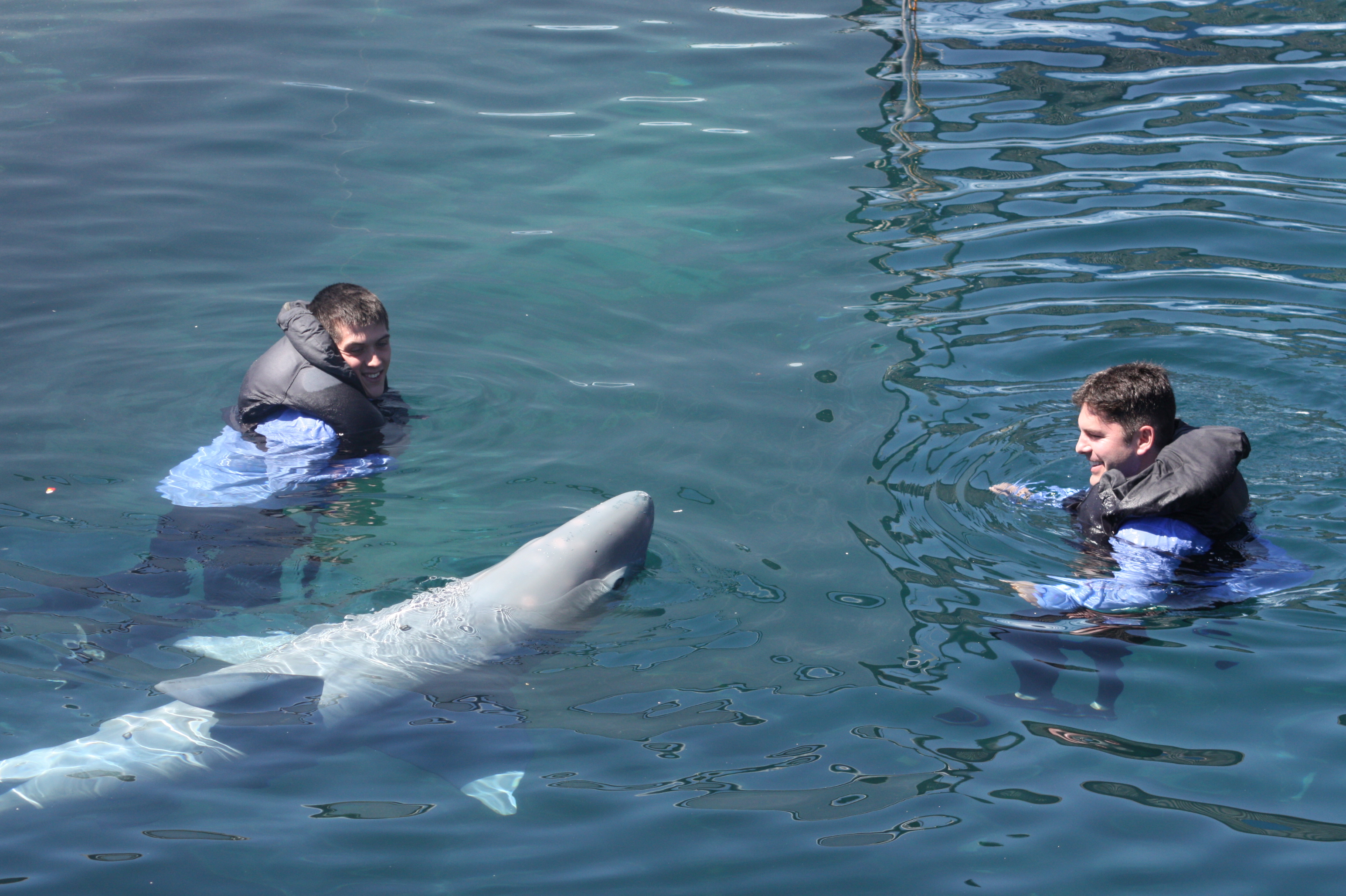 Actors Rich Handley and Kellan Rhude play with Joffrey the fake great white shark in between takes on the set of Indianapolis.