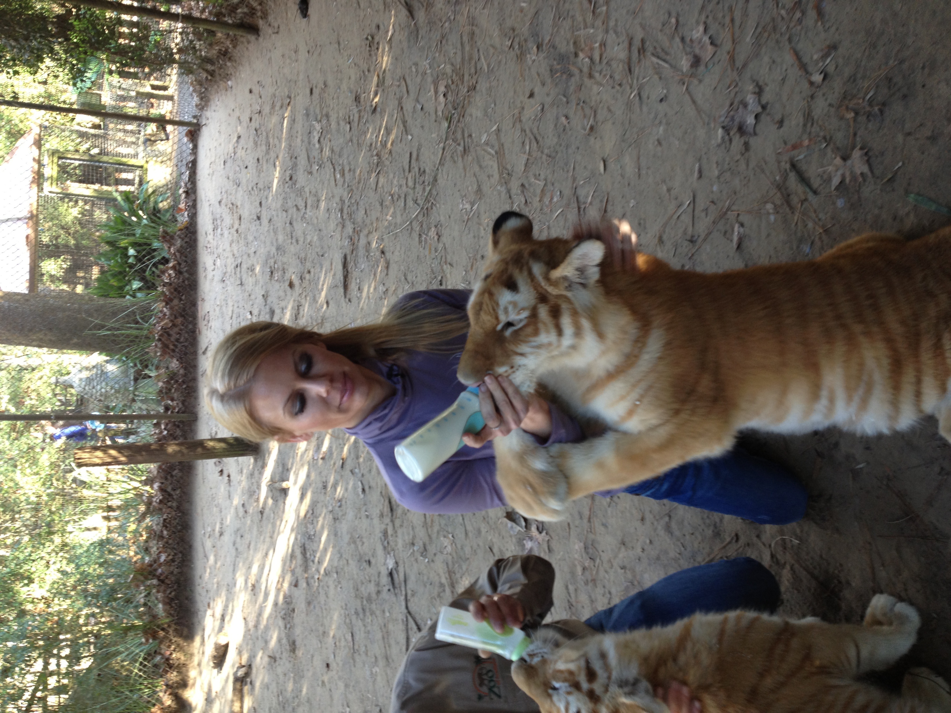 Pamela Kay is IWRC certified, a LDWF permitted bobcat rehabilitator and an FCF registered exotic cat handler. Zoo of Acadiana Golden Bengal, Gumbo