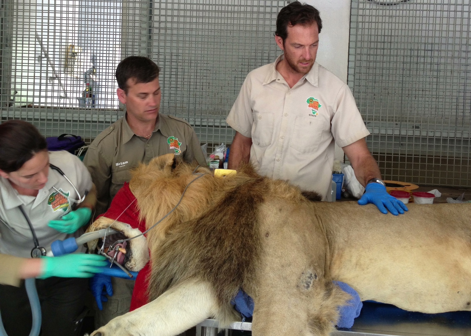 Jeremy prepares to perform a dental procedure on Tsavo, a 420 lb. male lion, on Nat Geo Wild's JOBS THAT BITE!