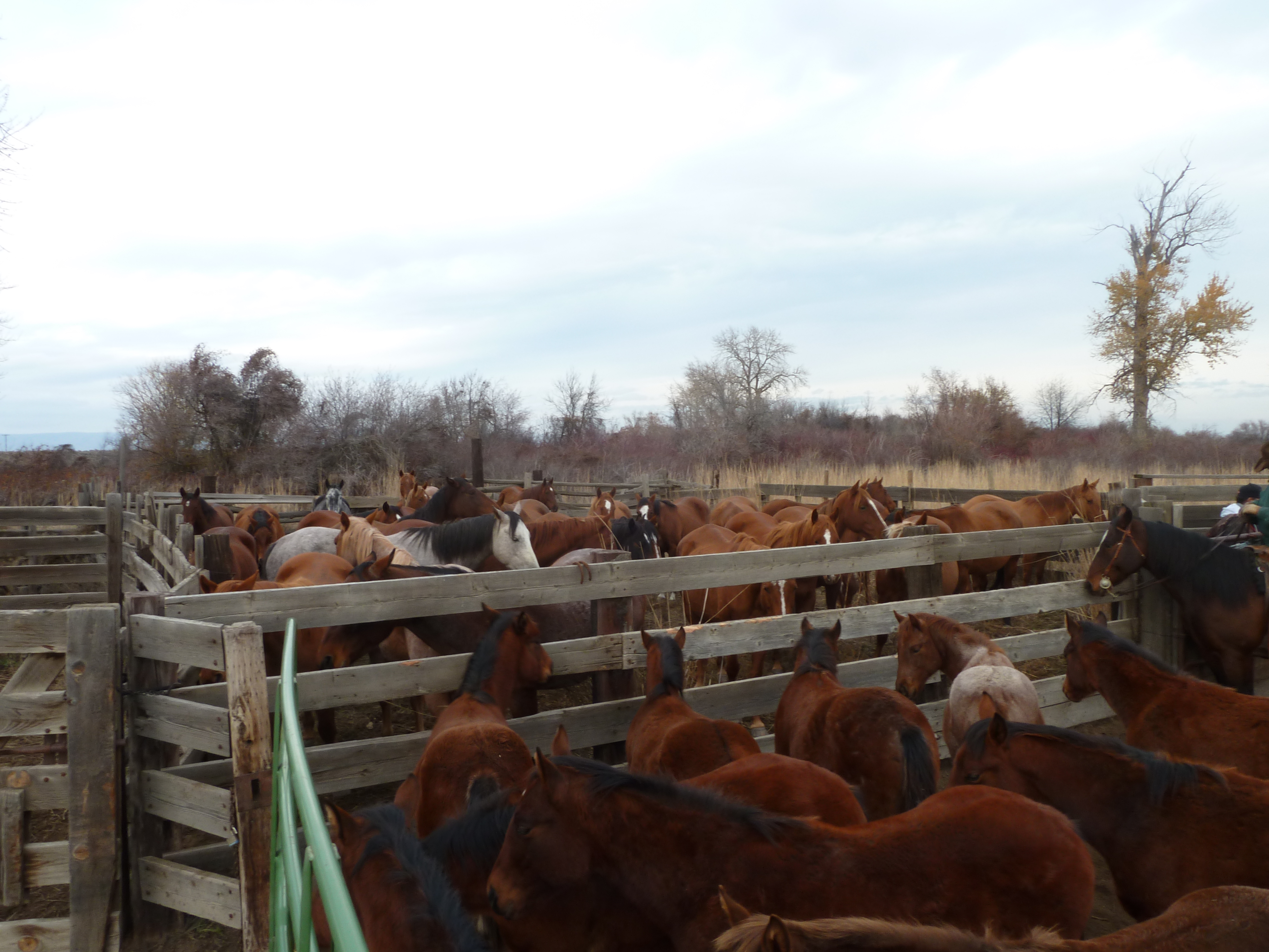 Time to grow up - Fall Weaning