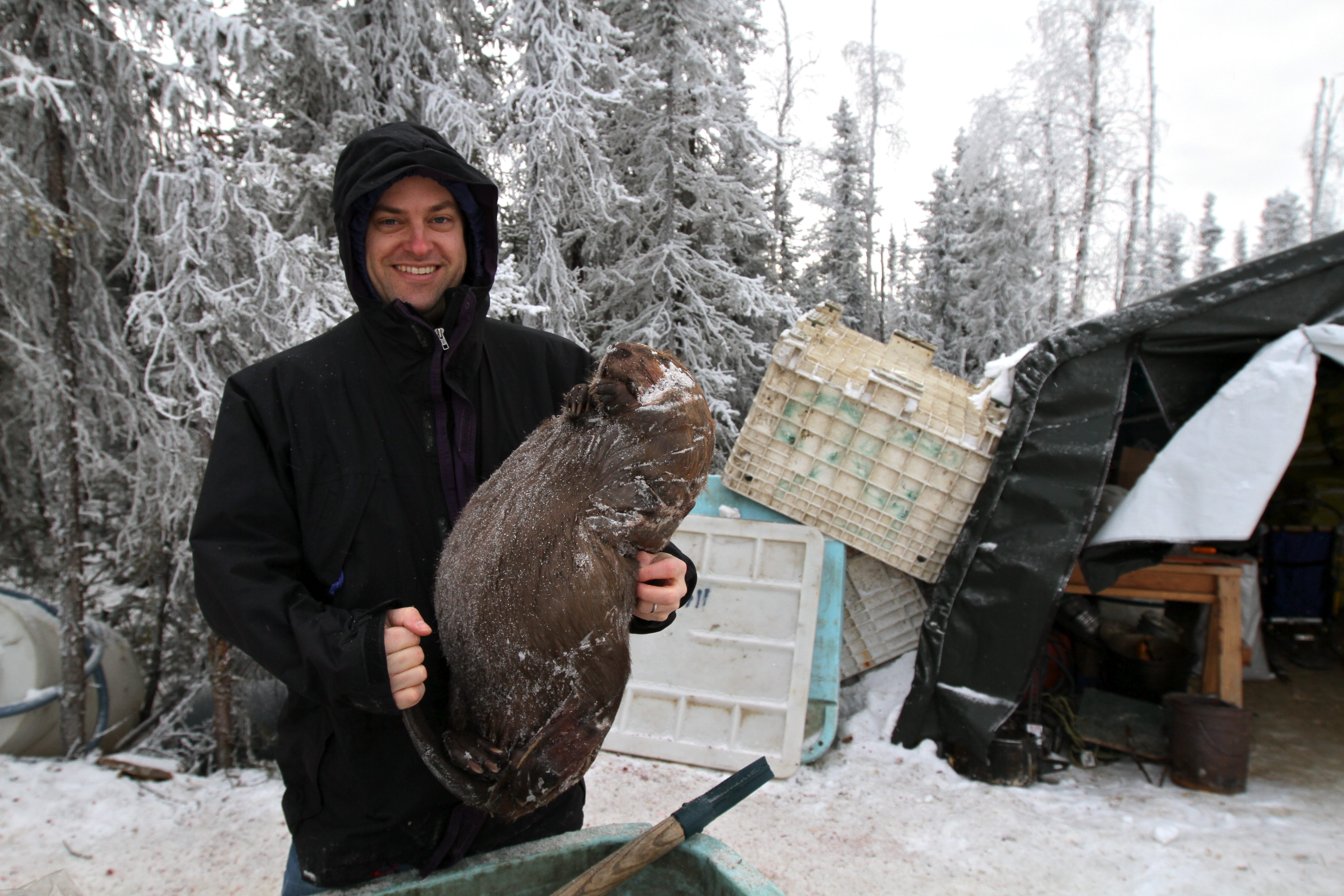 Beaver Shot (frozen); Fairbanks, Alaska 2010
