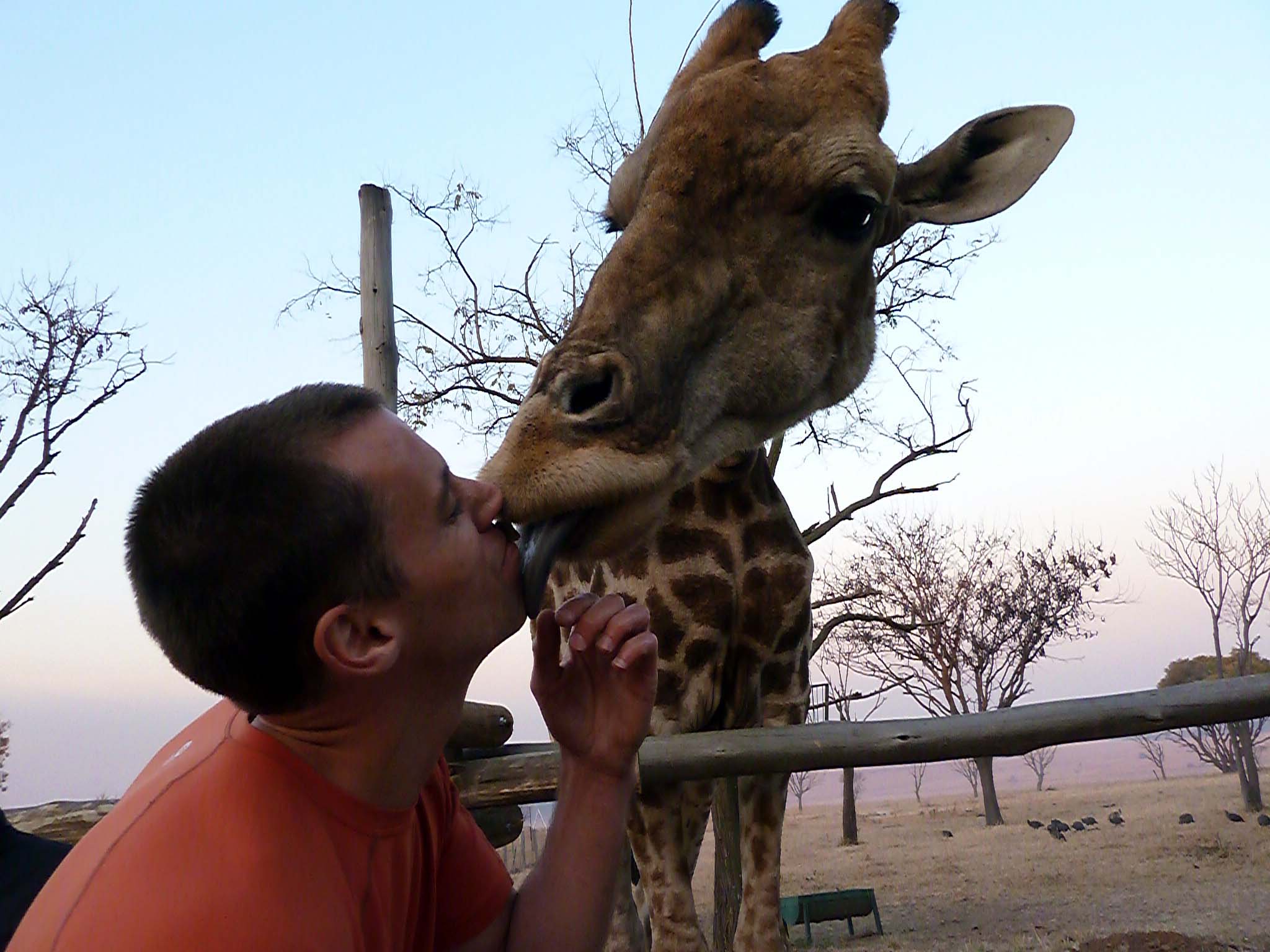 South Africa - Giraffe Photo Op