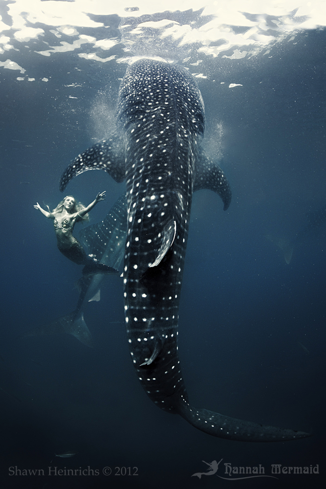 Hannah Mermaid swimming with Whale Sharks for 'Tears of a Mermaid' Documentary